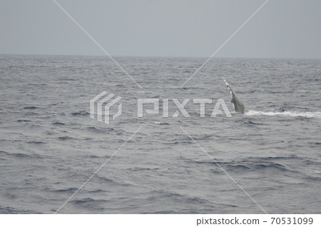 The humpback whale 'Pex wrap' (the action to hit the sea surface with the chest billet) (Kerama Islands Kinkai / Okinawa Prefecture) The humpback whale 'Pex wrap' (the action to hit the sea surface with the chest billet) (Kerama Islands Kinkai / Okinawa Prefecture) 70531099