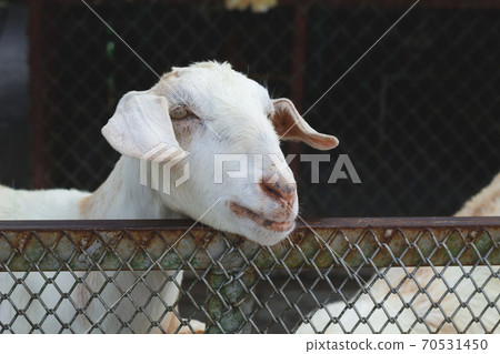 Herd of well-groomed cute goat on a farm 70531450