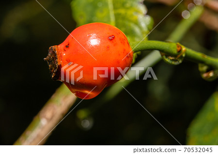 A closeup picture of red rose hip with a water droplet. Green leaves and dark background. Picture from Scania county, southern Sweden A closeup picture of red rose hip with a water droplet. Green leaves and dark background. Picture from Scania county, southern Sweden 70532045