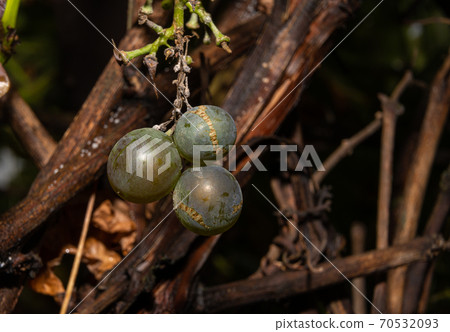 A closeup picture of grapes on a vine branch. Dark background. Picture from Scania county, southern Sweden A closeup picture of grapes on a vine branch. Dark background. Picture from Scania county, southern Sweden 70532093