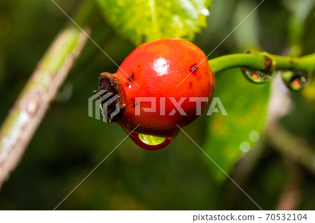 A closeup picture of red rose hip with a water droplet. Green leaves and dark background. Picture from Scania county, southern Sweden 70532104