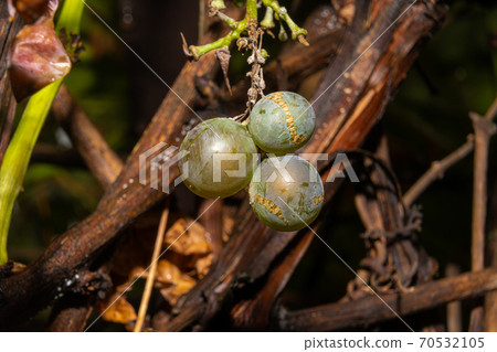 A closeup picture of grapes on a vine branch. Dark background. Picture from Scania county, southern Sweden 70532105