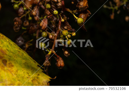 A closeup picture of unripe and overripe grapes on a vine branch. Dark background. Picture from Scania county, southern Sweden A closeup picture of unripe and overripe grapes on a vine branch. Dark background. Picture from Scania county, southern Sweden 70532106