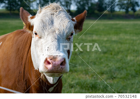 A white and brown calf. Picture from Scania, southern Sweden A white and brown calf. Picture from Scania, southern Sweden 70532148