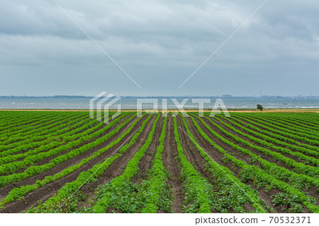 Field of green lines towards the blue ocean. Dark clouds. Picture taken near Loddekopinge in Scania, southern Sweden 70532371