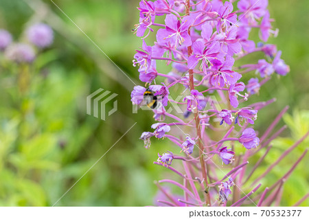 Beautiful violet wild flower with a bumblebee. Picture from Scania, southern Sweden Beautiful violet wild flower with a bumblebee. Picture from Scania, southern Sweden 70532377