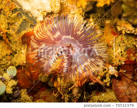 Feather star, Crinoid at a tropical coral reef near Puerto Galera, Philippines.  70532379