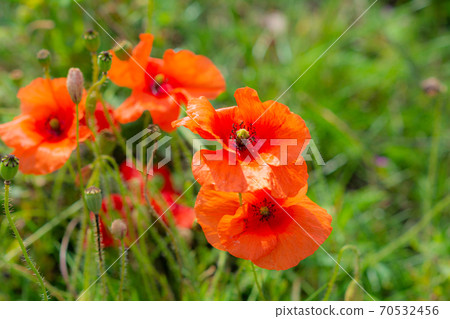 Orange poppy flowers on a field with a blurry green background. Picture from Landskrona, southern Sweden Orange poppy flowers on a field with a blurry green background. Picture from Landskrona, southern Sweden 70532456