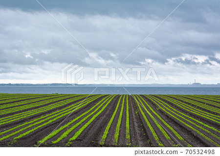 Field of green lines towards the blue ocean. Dark clouds. Picture taken near Loddekopinge in Scania, southern Sweden Field of green lines towards the blue ocean. Dark clouds. Picture taken near Loddekopinge in Scania, southern Sweden 70532498