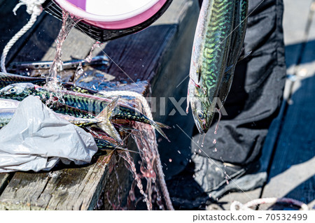 A fresh catch of mackerel is rinsed and cleaned A fresh catch of mackerel is rinsed and cleaned 70532499