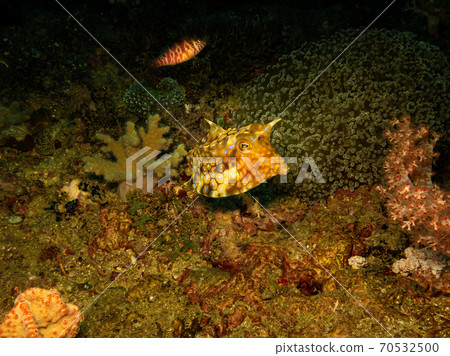 Thornback cowfish or Lactoria fornasini at a Puerto Galera tropical coral reef in the Philippines Thornback cowfish or Lactoria fornasini at a Puerto Galera tropical coral reef in the Philippines 70532500