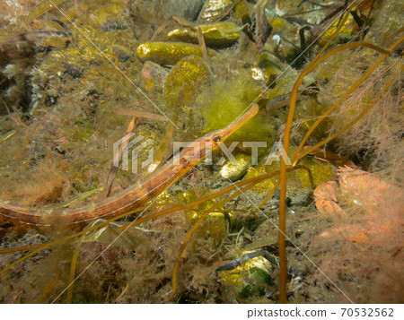 A closeup picture of an Entelurus aequoreus or snake pipefish. Picture from a seascape in Oresund, Malmo Sweden A closeup picture of an Entelurus aequoreus or snake pipefish. Picture from a seascape in Oresund, Malmo Sweden 70532562