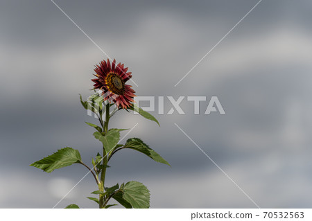 A picture of a beautiful red sunflower with a bee in Lund, Sweden A picture of a beautiful red sunflower with a bee in Lund, Sweden 70532563