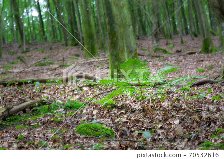 A beautiful green fern in an amazing lush green forest in Soderasen national park, Scania southern Sweden. Woodland photography A beautiful green fern in an amazing lush green forest in Soderasen national park, Scania southern Sweden. Woodland photography 70532616
