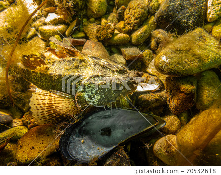 A closeup picture of an Agonus cataphractus, commonly known as the hooknose, pogge or armed bullhead. Picture from a seascape in Oresund, Malmo Sweden A closeup picture of an Agonus cataphractus, commonly known as the hooknose, pogge or armed bullhead. Picture from a seascape in Oresund, Malmo Sweden 70532618