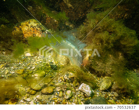 A Jellyfish appears in a beautiful underwater seascape. Cold green water and yellow seaweed. Picture from Oresund, Malmo Sweden A Jellyfish appears in a beautiful underwater seascape. Cold green water and yellow seaweed. Picture from Oresund, Malmo Sweden 70532637
