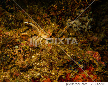 Goby fish or Gobiidae at a Puerto Galera tropical coral reef in the Philippines 70532708