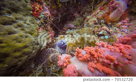 A small moray eel with a blue head at a beautiful tropical coral reef in Gato Island, Malapascua, Philippines. These coral reefs are so healthy and are teeming with life 70532720