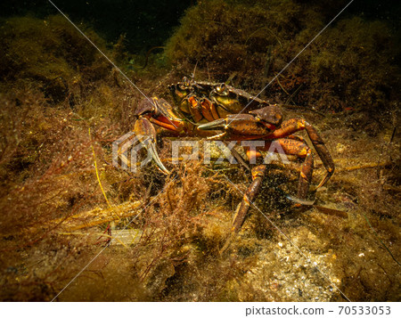 A closeup picture of a crab in a beautiful marine environment. Picture from Oresund, Malmo Sweden 70533053