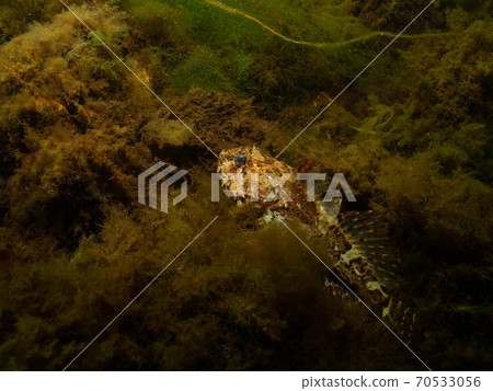 A closeup picture of a longspined bullhead, Taurulus bubalis, also known as the longspined sea-scorpion. Picture from Oresund, Malmo Sweden 70533056