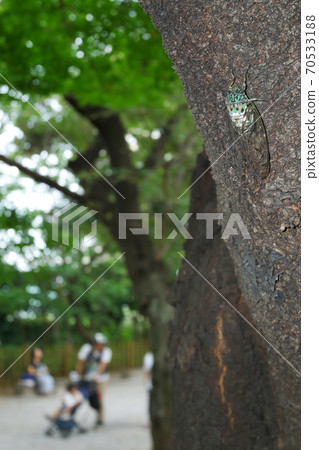 Minmin Cicada-Summer Park-3: 2 version Minmin Cicada-Summer Park-3: 2 version 70533188