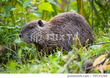 Nutria or Coypu (Myocastor coypus) 70533264