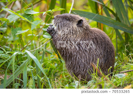 Nutria or Coypu (Myocastor coypus) nibbles on a plant Nutria or Coypu (Myocastor coypus) nibbles on a plant 70533265