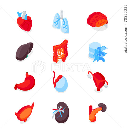 Human internal organs - modern isometric icons set 70533333