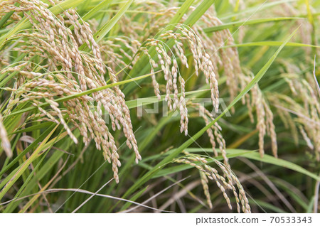 [Autumn image] Rice cultivation, rice fields, and golden-colored rice ears. 70533343