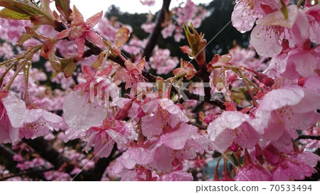A close-up of the cherry blossoms in full bloom that get wet in the moist spring rain. A close-up of the cherry blossoms in full bloom that get wet in the moist spring rain. 70533494