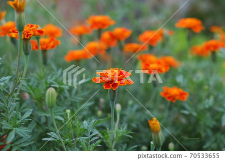 Marigold flower 70533655