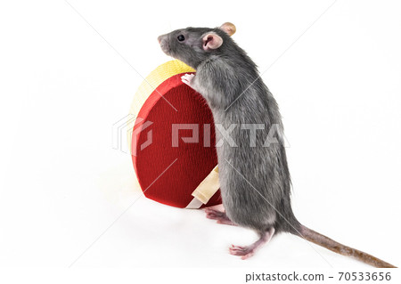 gray rat stands on its hind legs with a heart-shaped giftbox on an isolate background gray rat stands on its hind legs with a heart-shaped giftbox on an isolate background 70533656
