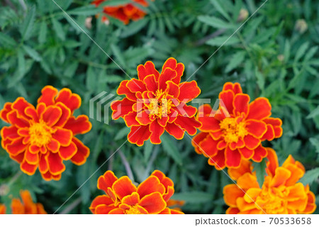 Marigold flower 70533658