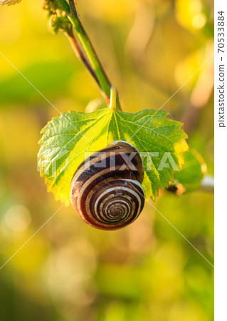 Snail siting on a grape leaf, close-up Snail siting on a grape leaf, close-up 70533884