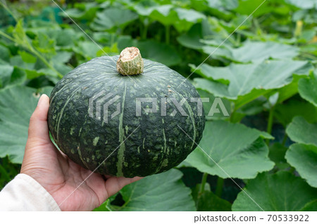 南瓜田和南瓜果實豐收(7月)家庭花園 南瓜田和南瓜果實豐收(7月)家庭花園 70533922