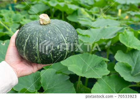 Pumpkin field and pumpkin fruit harvest (July) Home garden 70533923