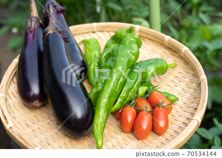 什錦蔬菜夏季蔬菜收穫(7月)家庭花園 什錦蔬菜夏季蔬菜收穫(7月)家庭花園 70534144