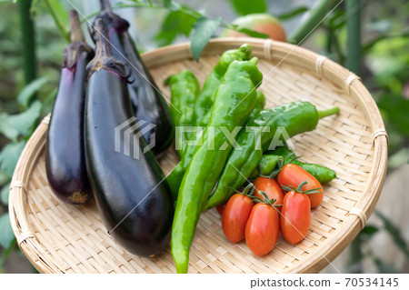 什錦蔬菜夏季蔬菜收穫(7月)家庭花園 什錦蔬菜夏季蔬菜收穫(7月)家庭花園 70534145