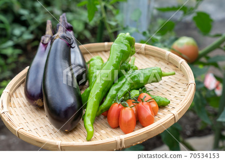 Assorted vegetables, harvesting summer vegetables (July), kitchen garden 70534153