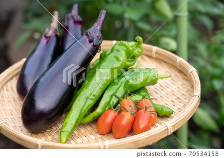 Assorted vegetables, harvesting summer vegetables (July), kitchen garden Assorted vegetables, harvesting summer vegetables (July), kitchen garden 70534158