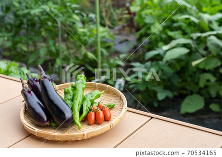 Assorted vegetables, harvesting summer vegetables (July), kitchen garden 70534165