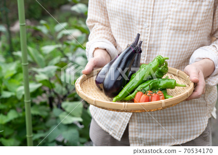 Harvesting summer vegetables Female (July) Home garden Harvesting summer vegetables Female (July) Home garden 70534170