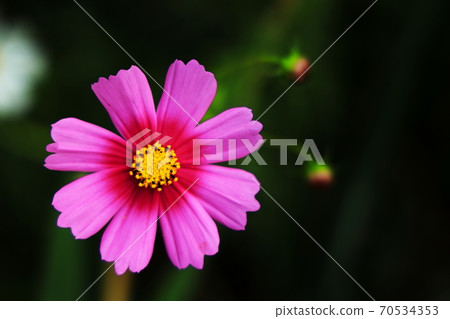Cute cosmos that shines in the green Cute cosmos that shines in the green 70534353