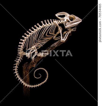Skeleton of chamaeleo (Furcifer) oustaleti.  70534485