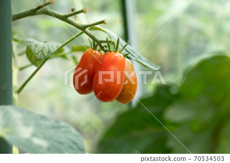 彩色迷你番茄(7月)家庭花園 彩色迷你番茄(7月)家庭花園 70534503