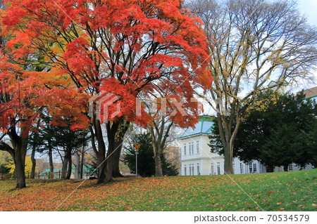 A landscape where red-dyed trees shine against the background of a white wooden school building 70534579