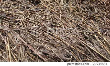 A close-up of the "Susuki" leaves used in traditional farming methods for making Japanese tea, which are being fermented and transformed into soil. 70534881