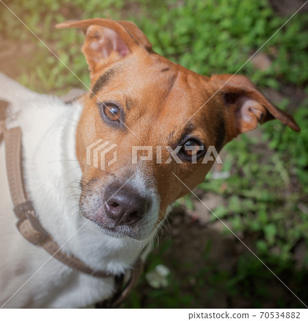 Portrait of a happy dog Jack Russell Terrier looking at the camera. 70534882