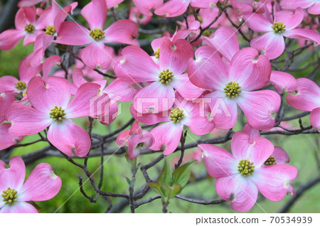 Dogwood (Kyoto City, Kyoto Prefecture) 70534939