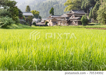 Summer view of countryside farm buildings and rice paddy field, ready for harvesting. Ishikawa Prefecture, Japan. 70534992